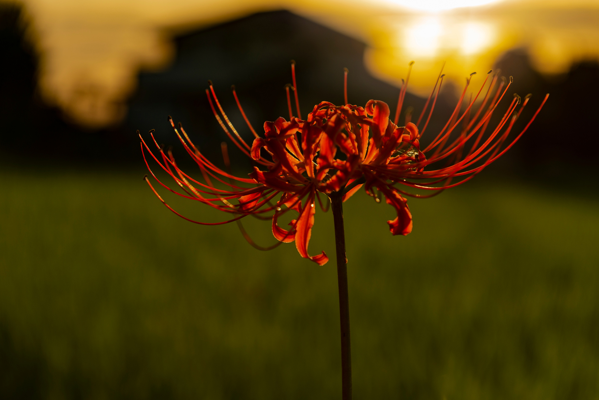 Red spider lilly , equinox flower .